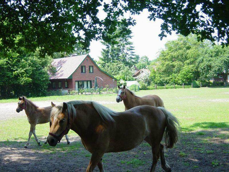 Ferienhaus Bernard Meyborg Lindern